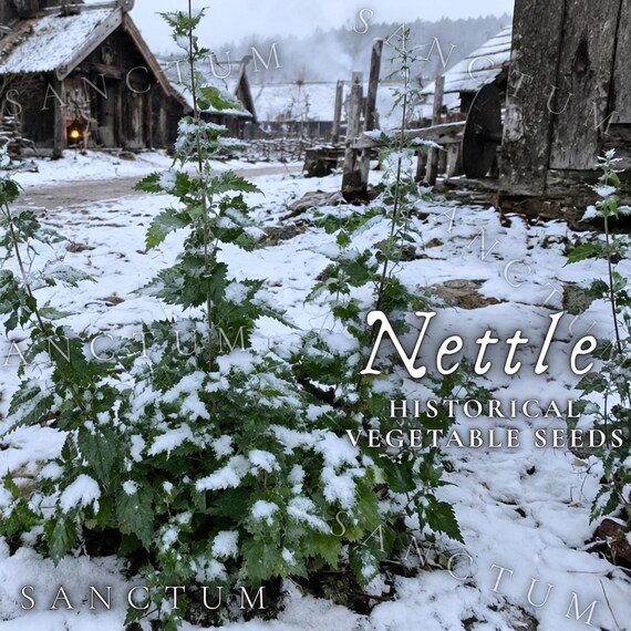 Nettle Seeds Historical Vegetable | Old-World Naetle Medieval Viking Green | Urtica Dioica