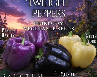 Twilight Peppers Garden Seeds | Rare Colorful Sweet Pepper Varieties | Midnight Dreams, Purple, White Peppers