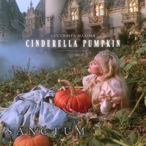 Cinderella Pumpkin Seeds Rouge Vif d’Etampes Pumpkin French Heirloom Vegetable | Fairytale Cottage Garden