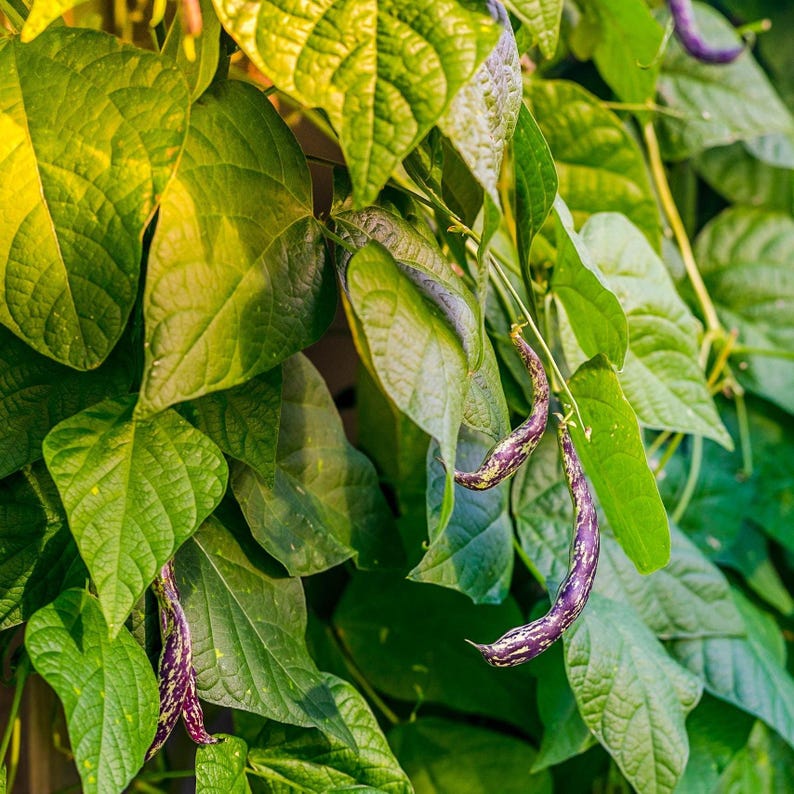 Puede incluir: Un grupo de hojas de planta de jud&iacute;as verdes que rodean varias vainas delgadas y curvadas. Las vainas presentan un patr&oacute;n moteado distintivo con rayas de color p&uacute;rpura oscuro y crema, colgando hacia abajo del follaje.