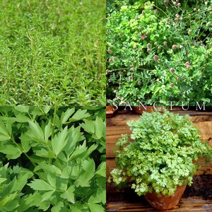 Forgotten Herbs Garden Seed Collection | 4 Unique Edible Heritage Herbs | Lovage, Chervil Seeds bild 3