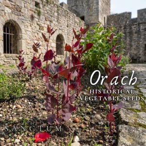 May include: Young orach plants with deep red and purple leaves growing in soil. The text Orach HISTORICAL VEGETABLE SEEDS is visible in white font. The plants are situated in a garden setting with a stone wall and stone path in the background.