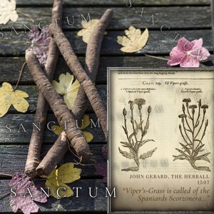 May include: Several long, dark brown, cylindrical roots are arranged on a wooden surface alongside scattered autumn leaves and a vintage botanical print titled John Gerard, The Herball 1597, which features illustrations of Viper-grass plants.