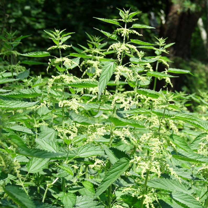 May include: A cluster of stinging nettle plants featuring vibrant green, serrated, heart-shaped leaves arranged in opposite pairs along upright stems, accompanied by small, pale yellow-green flower clusters blooming from the leaf axils.