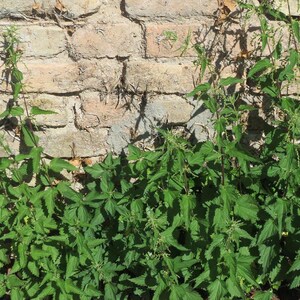 May include: A cluster of vibrant green stinging nettle plants with serrated, pointed leaves and small, thin flower spikes growing in front of a weathered, light brown brick wall with visible mortar joints and some dry, scattered debris.