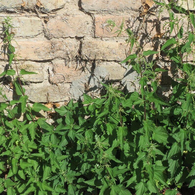 May include: A cluster of vibrant green stinging nettle plants with serrated, pointed leaves and small, thin flower spikes growing in front of a weathered, light brown brick wall with visible mortar joints and some dry, scattered debris.