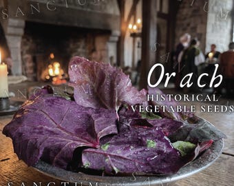 Orach Seeds | Heirloom Historical Vegetable | Ruby Red Mountain Spinach | Rare Medieval Plants | Atriplex Hortensis