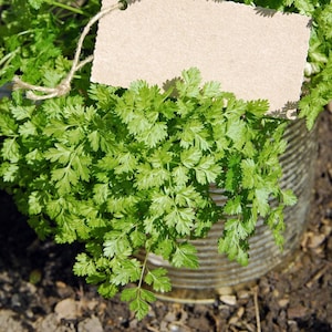 May include: A vibrant green chervil plant growing inside a ribbed metal tin container. A rectangular, blank, light brown cardboard tag is attached to the plant with a thin piece of natural twine, resting against the lush, delicate foliage.