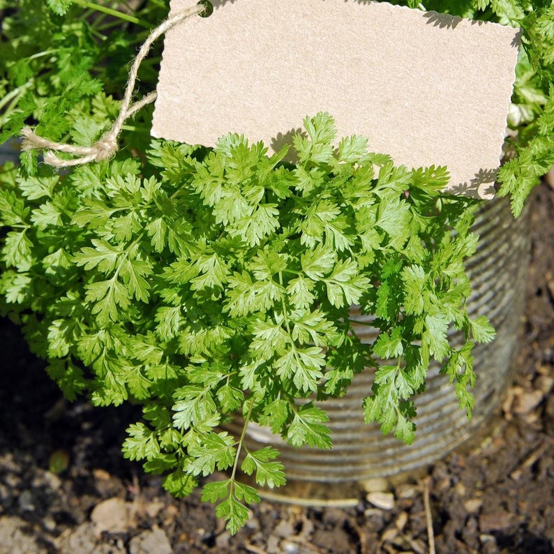 May include: A vibrant green chervil plant growing inside a ribbed metal tin container. A rectangular, blank, light brown cardboard tag is attached to the plant with a thin piece of natural twine, resting against the lush, delicate foliage.