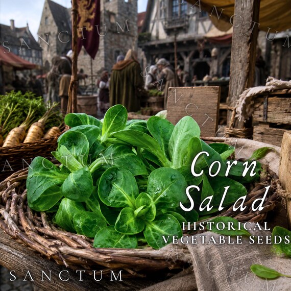 Corn Salad Seeds | Heirloom Historical Vegetable | Cold Tolerant Old-World Medieval Green | Valerienella locusta