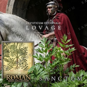Puede incluir: Un soldado romano con casco de metal y capa roja oscura está sentado sobre un caballo blanco detrás de una planta de apio de monte verde. Una ilustración botánica rectangular muestra un dibujo detallado de la planta con el texto LEVISTICUM OFFICINALE LOVAGE.