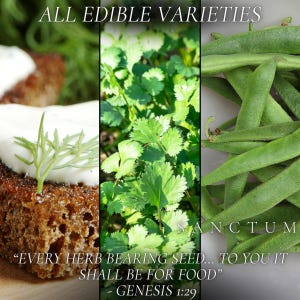 Bible Garden Seed Collection | 4 Edible Faith Inspired Plants | Grow God's Scripture Unique Herbs & Vegetables image 2