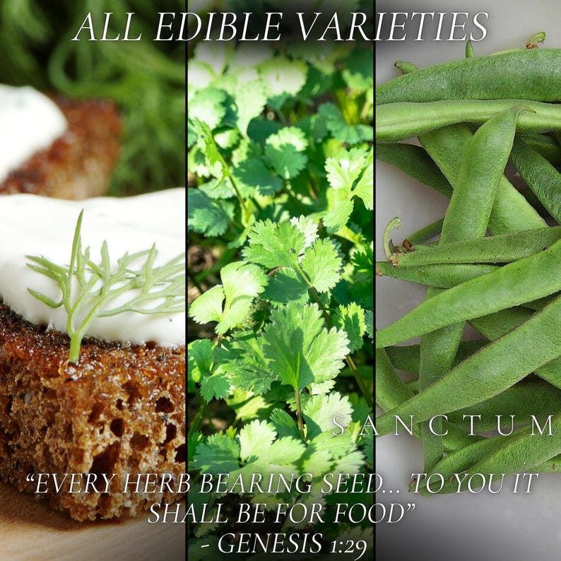 Bible Garden Seed Collection | 4 Edible Faith Inspired Plants | Grow God's Scripture Unique Herbs & Vegetables image 2
