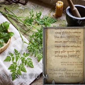 May include: Fresh green chervil sprigs rest on a white linen cloth next to a mortar and pestle, a yellow candle, and a parchment page titled Medieval English Nine Herbs Charm c. 1000, featuring ancient script and the text Chervil and fennel, a very mighty two.