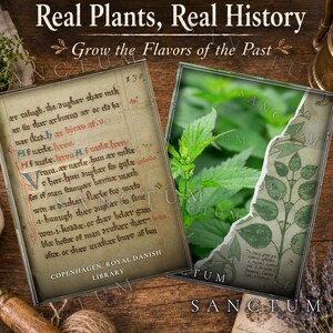 May include: A rectangular display featuring the text Real Plants, Real History and Grow the Flavors of the Past. It shows a parchment page with old script and a green nettle plant illustration with a torn paper effect on a wooden surface.