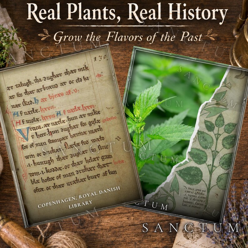 May include: A rectangular display featuring the text Real Plants, Real History and Grow the Flavors of the Past. It shows a parchment page with old script and a green nettle plant illustration with a torn paper effect on a wooden surface.