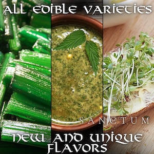 Viking Garden Seed Collection | 3 Rare Edible Norse Plants | Herbs & Greens Unique Historic Varieties image 2