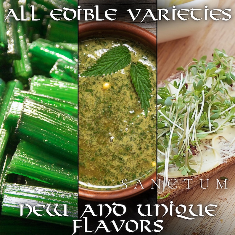 Viking Garden Seed Collection | 3 Rare Edible Norse Plants | Herbs & Greens Unique Historic Varieties image 2
