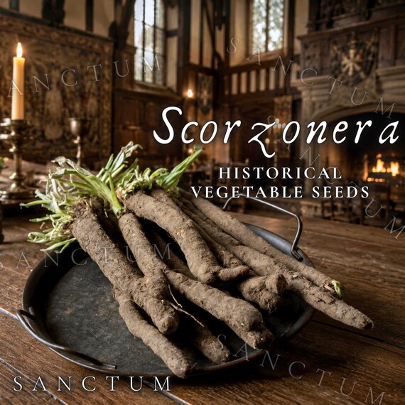 Scorzonera Seeds Black Salsify Oyster Plant Edible | Rare Historic Heirloom Garden Vegetable | Scorzonera hispanica