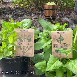 May include: Two rectangular seed packets from the Medieval Seed Collection, one labeled Sorrel and the other Good King Henry, are placed in front of green leafy plants in black plastic pots, with a small wooden barrel planter in the background.