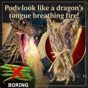 Puede incluir: Un manojo de vainas de jud&iacute;as moteadas en color p&uacute;rpura y crema atadas con una cuerda de rafia. La imagen incluye el texto: Pods look like a dragon's tongue breathing fire! y BORING con una X roja sobre jud&iacute;as verdes.