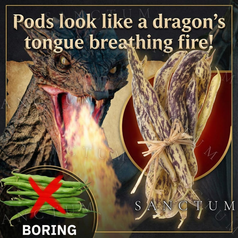 Puede incluir: Un manojo de vainas de jud&iacute;as moteadas en color p&uacute;rpura y crema atadas con una cuerda de rafia. La imagen incluye el texto: Pods look like a dragon's tongue breathing fire! y BORING con una X roja sobre jud&iacute;as verdes.