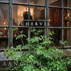 May include: A vibrant green chervil plant with delicate, fern-like leaves positioned in front of a multi-paned window. The text ANTHRISCUS CEREFOLIUM CHERVIL is printed in white, and the word SANCTUM is repeated across the image in white text.