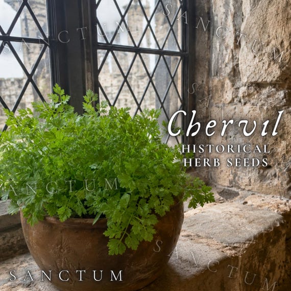 Chervil Seeds | Heirloom Historical Herb | Delicate Old-World Medieval Food Forest Herb | Anthriscus Cerefolium