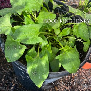 Puede incluir: Una planta Good King Henry con hojas de color verde vibrante en forma de flecha que crece en una maceta de pl&aacute;stico negra. El follaje est&aacute; cubierto de peque&ntilde;as gotas de agua y el texto GOOD KING HENRY es visible en las hojas.