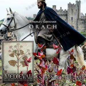 May include: A white horse carries a rider wearing a dark blue cloak and a crown. In the foreground, a rectangular card displays a botanical illustration of the Atriplex hortensis plant with the text Medieval Seed Collection Orach.