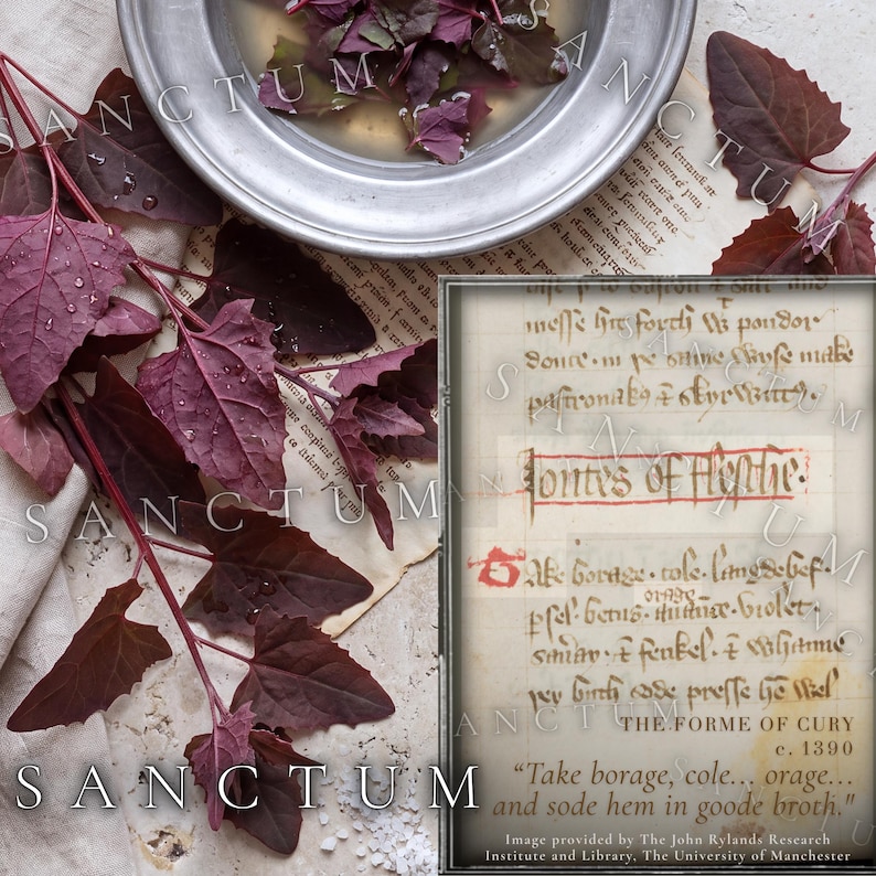 May include: A silver bowl containing water and dark purple leaves, placed next to a parchment document with handwritten text including the phrase "Tontys of Fleshe" and "THE FORME OF CURY c. 1390" with the quote "Take borage, cole... orage... and sode hem in goode broth."
