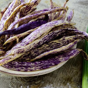 Puede incluir: Un cuenco lleno de jud&iacute;as frescas tipo dragon tongue, caracterizadas por sus vainas alargadas y curvadas que presentan una base de color crema con vetas y motas de color p&uacute;rpura oscuro en toda la superficie exterior.