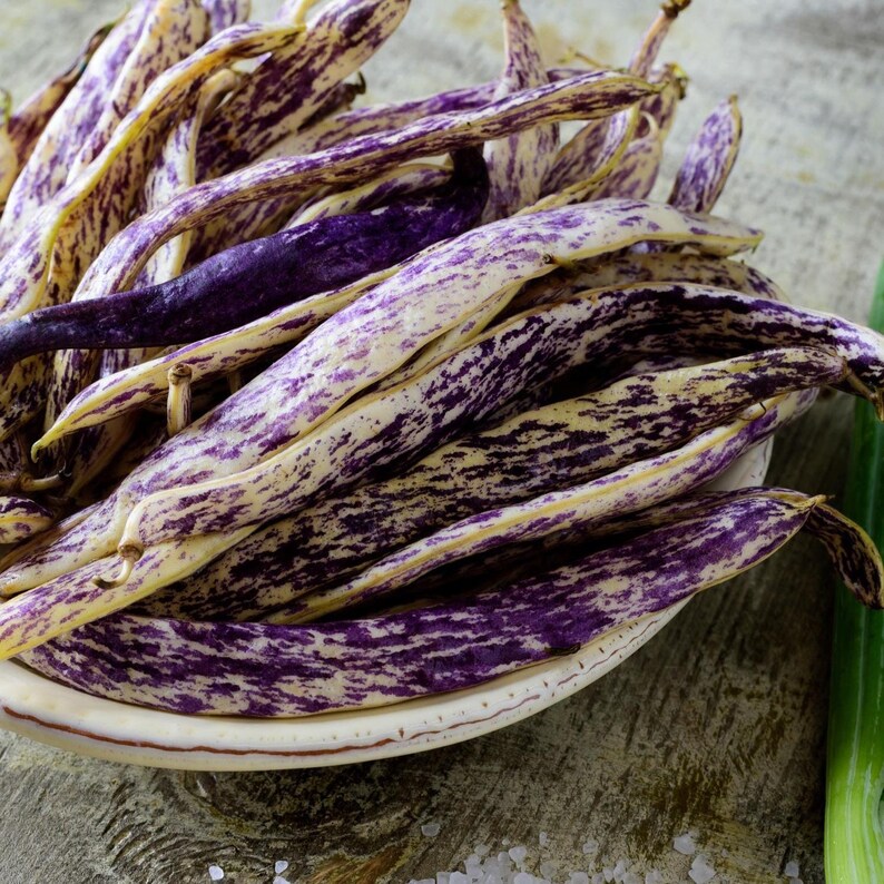 Puede incluir: Un cuenco lleno de jud&iacute;as frescas tipo dragon tongue, caracterizadas por sus vainas alargadas y curvadas que presentan una base de color crema con vetas y motas de color p&uacute;rpura oscuro en toda la superficie exterior.