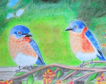 Pencil Drawing of Robin Birds