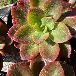 Echeveria melaco in potten (diverse maten)