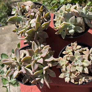 Graptopetalum Paraguayense, Pianta fantasma, Pianta di porcellana