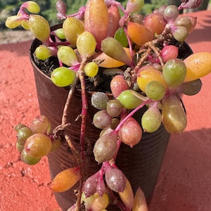 Könnte beinhalten: Nahaufnahme einer Sukkulentenpflanze in einem braunen Topf. Die Pflanze hat kleine, farbenfrohe Blätter in Grün-, Gelb-, Orange- und Rottönen. Die Stiele sind rot-violett. Die Pflanze befindet sich im Freien bei natürlichem Licht.