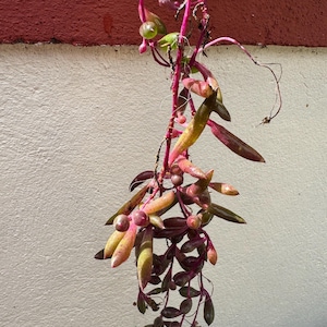 Könnte beinhalten: Nahaufnahme einer hängenden Pflanze mit leuchtenden Farben. Die Pflanze weist lange, schlanke Blätter in Grün-, Gelb- und Burgundertönen mit einem tiefrosa Stiel auf. Kleine, runde, rosa Knospen sind ebenfalls sichtbar und erzeugen einen auffälligen Kontrast.