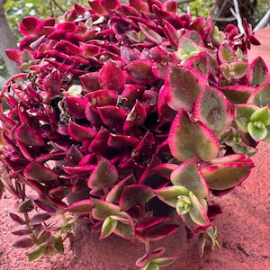 Crassula pellucida Live Plant 10 cm Pot | Rare Succulent | Houseplant | EU Shipping