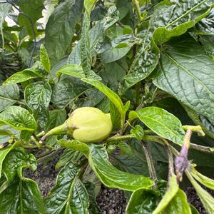 Op de afbeelding: Een close-up van een peperplant met levendige groene bladeren en een zich ontwikkelende lichtgroene peper. De peper is nog klein en rond, bevestigd aan een stengel. De plant groeit buiten.