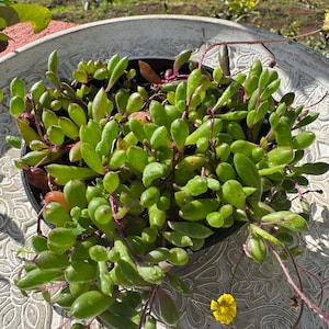 Könnte beinhalten: Nahaufnahme einer Sukkulentenpflanze in einem schwarzen Topf mit leuchtend grünen, ovalen Blättern und rötlichen Stielen. Eine kleine gelbe Blüte ist zu sehen. Die Pflanze steht auf einer hellen, gemusterten Oberfläche.