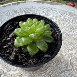 Könnte beinhalten: Eine kleine, grüne Sukkulentenpflanze mit durchscheinenden Blättern, in einem schwarzen Kunststoffbehälter mit dunkler Erde getopft. Die Pflanze steht auf einer weißen, verzierten, gemusterten Oberfläche, mit einem verschwommenen natürlichen Hintergrund.
