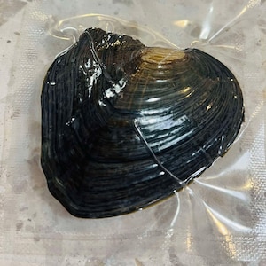 Könnte beinhalten: Eine dunkle, strukturierte Muschelschale, versiegelt in einer transparenten Kunststoffverpackung. Die Schale hat ein geschichtetes Aussehen mit einem Farbverlauf von dunklen Farben, der zu einem helleren Farbton in der Nähe des Scharniers übergeht. Die Verpackung ist transparent.