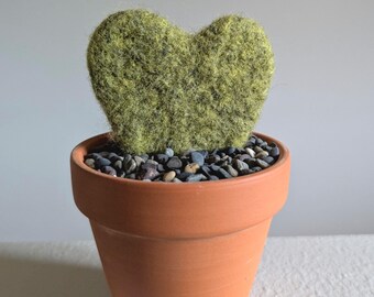 bodendecker efeu erfahrungen Algerischer Efeu 'Alger' - Hedera algeriensis 'alger'