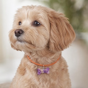May include: A light tan dog with wavy fur wearing a thin orange collar. Attached to the collar is a small, translucent purple bone-shaped charm with white marbled details. The dog is looking toward the left with dark brown eyes and a dark nose.