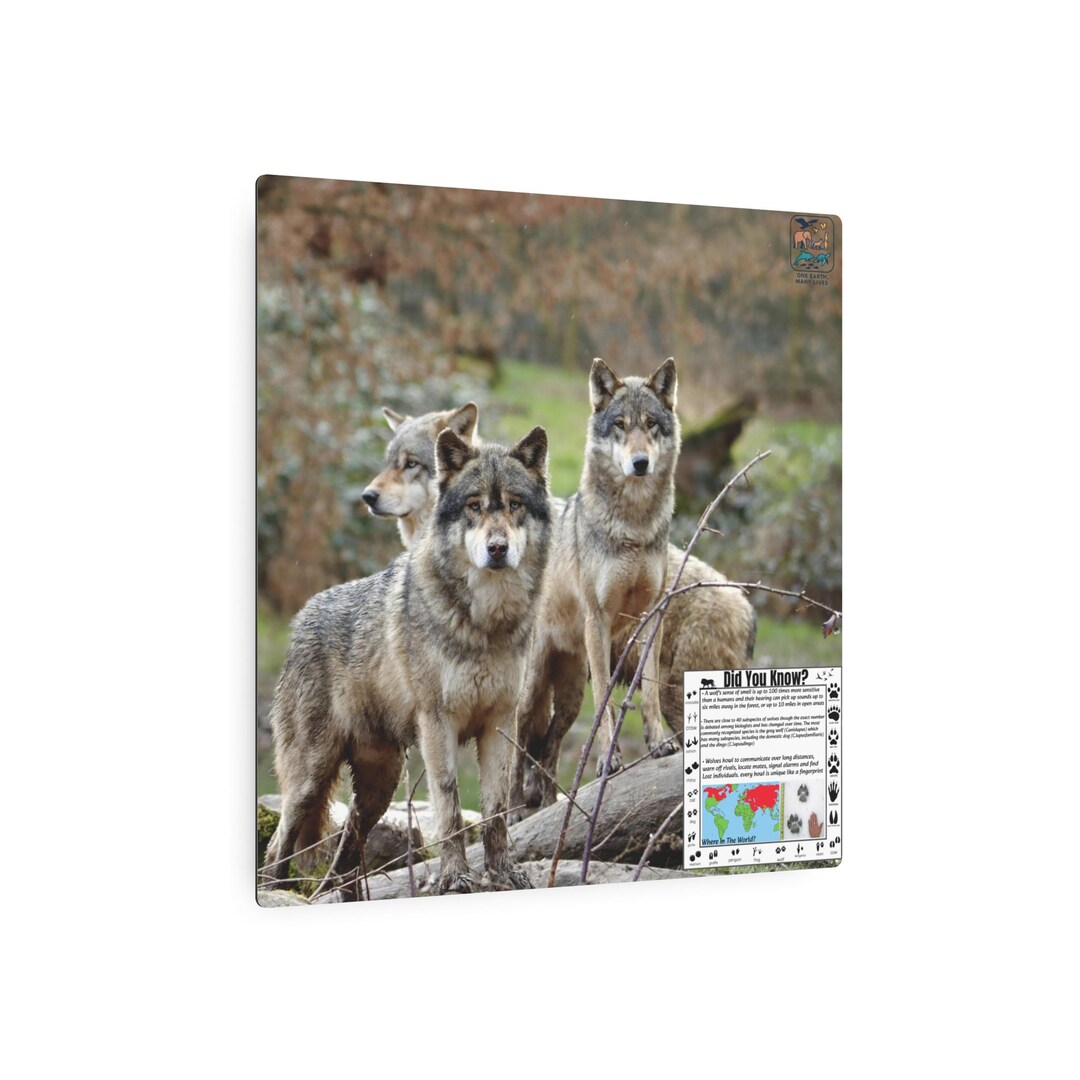 Metal 16×16 Wandering Wolf Pack Poster - Real - Etsy