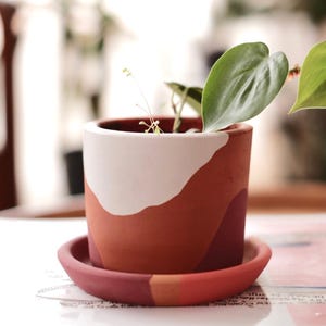 Puede incluir: Una pequeña maceta de color terracota con un diseño abstracto blanco. La maceta se asienta sobre un platillo a juego y contiene una pequeña planta verde con hojas en forma de corazón. La maceta mide unos 10 cm de alto.