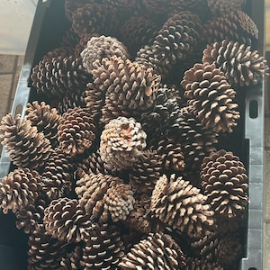 Könnte beinhalten: Eine schwarze Plastikbox gefüllt mit zahlreichen braunen Tannenzapfen. Die Tannenzapfen sind unterschiedlich groß und dicht gepackt, wodurch ihre strukturierten, schuppenartigen Oberflächen zur Geltung kommen. Die Beleuchtung hebt die natürlichen Farbvariationen der Zapfen hervor.