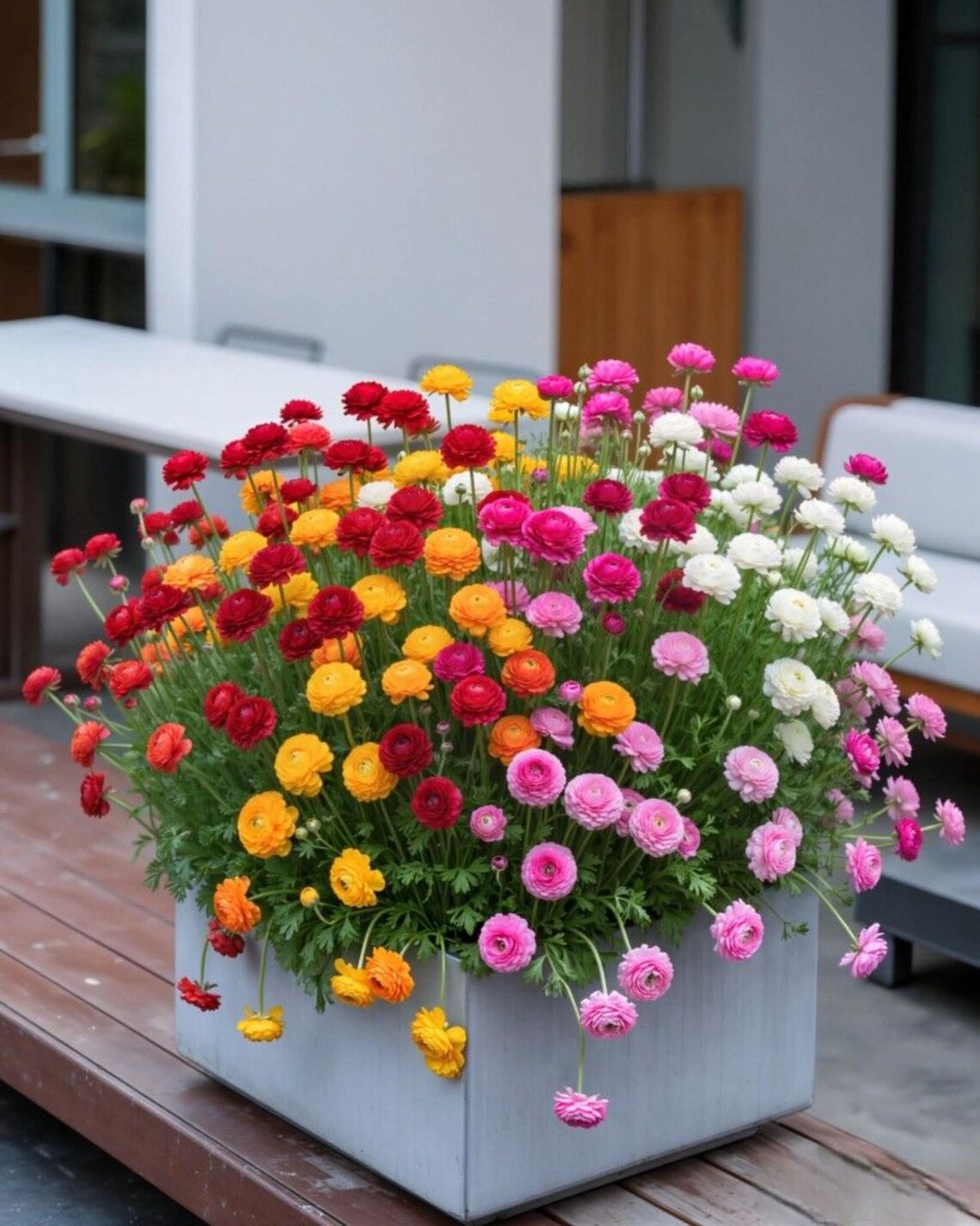 20 Persian Buttercup Ranunculus Seeds Mache Mix Annual Flower Seeds for ...