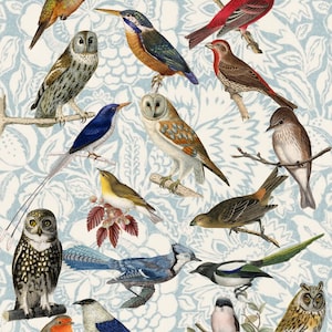 Observateur d'oiseaux ~ Set 1